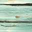 maritimo pine 0216